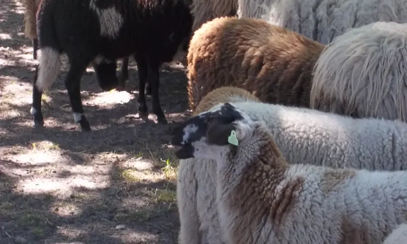 Schoonebeekerschapen