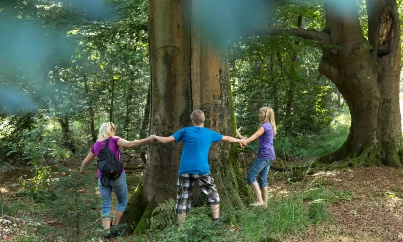 OERRR (8 t/m 12 jaar) Bomen op Veluwezoom