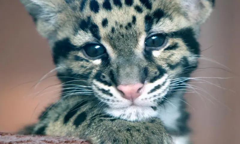 Tijger baby