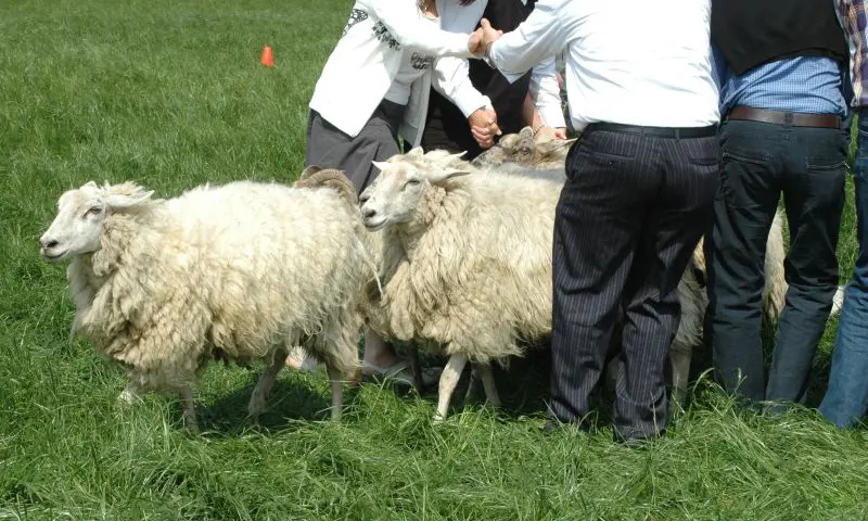 Teambuilding Schapendrijven Schapen