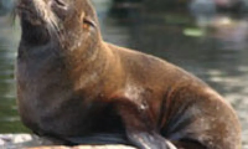 Zeehond op een steen