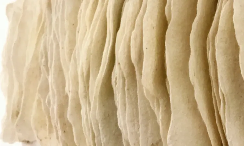 wandkleed van Margot van Leeuwen