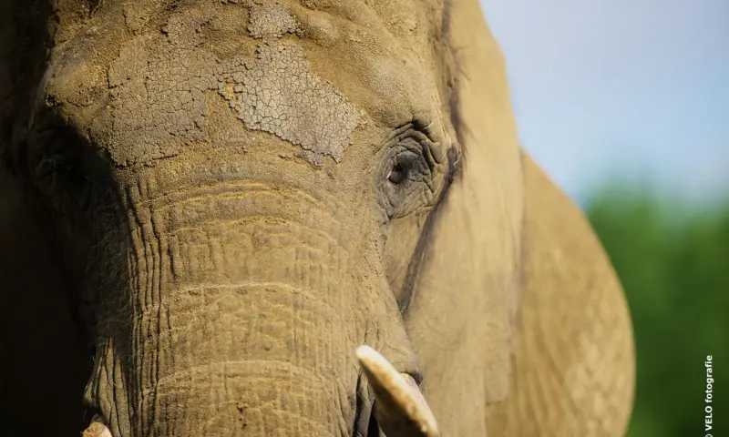 Olifant