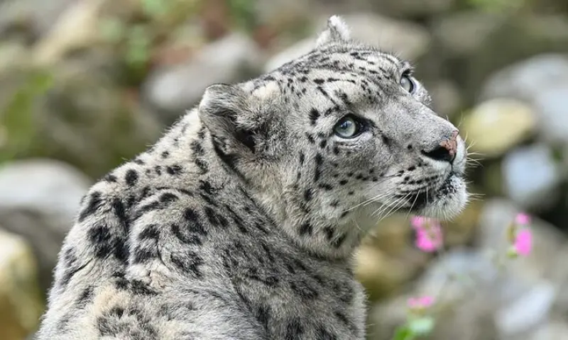 Sneeuwpanter, Timothy Raymond