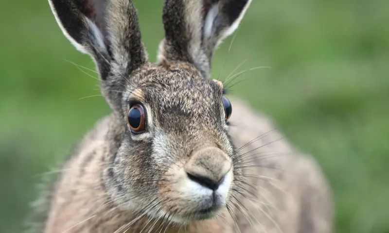 Nieuwsgierige haas op de kwelder
