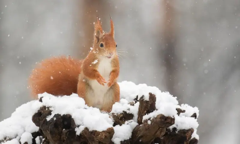 Winterwandeling met de boswachter Dwingelderveld
