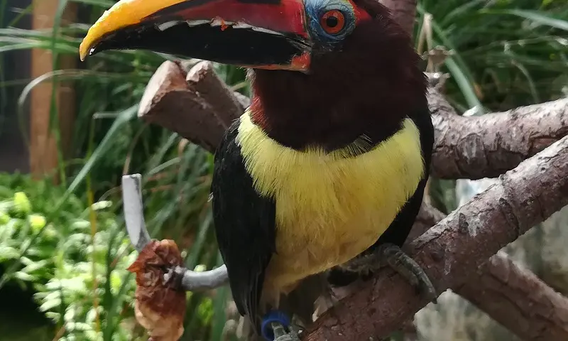 Toekan in Vlindorado