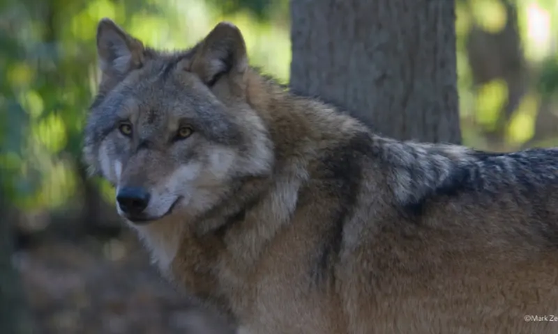 Wolvenexcursie Dwingelderveld