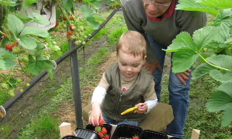 Aardbeien plukken