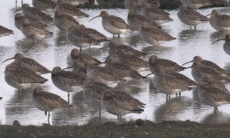 Najaars vogeltrek in natuurgebied Waalenburg - De Marel, Texel..