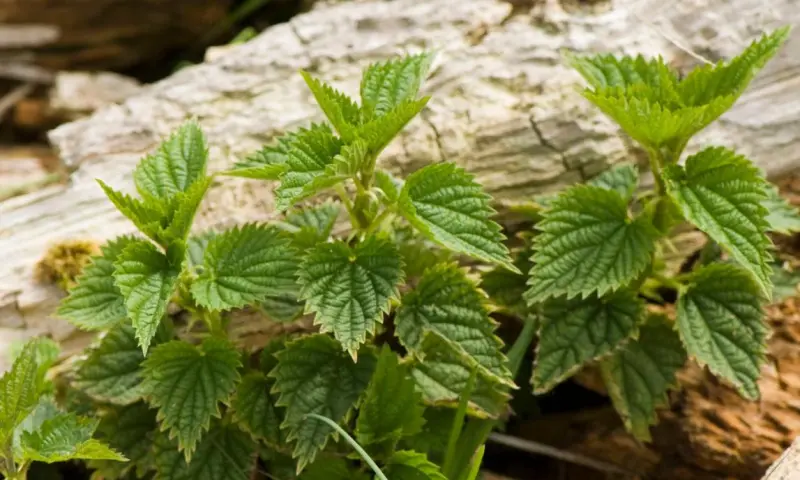 Heilzame kruiden aan de duinrand van de Loonse en Drunense Duinen