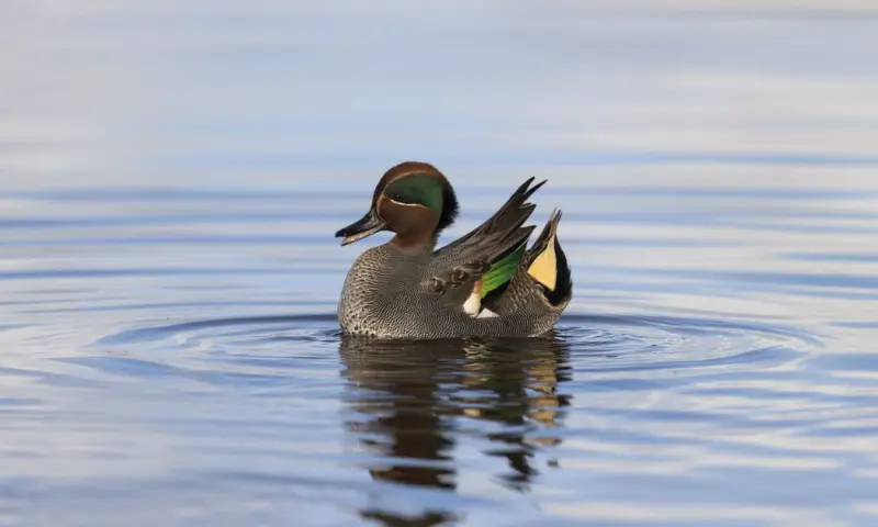 Op zoek naar wintergasten op Marker Wadden