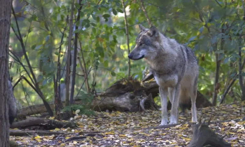 Wolven op de Veluwe - De Groote Modderkolk Loenen