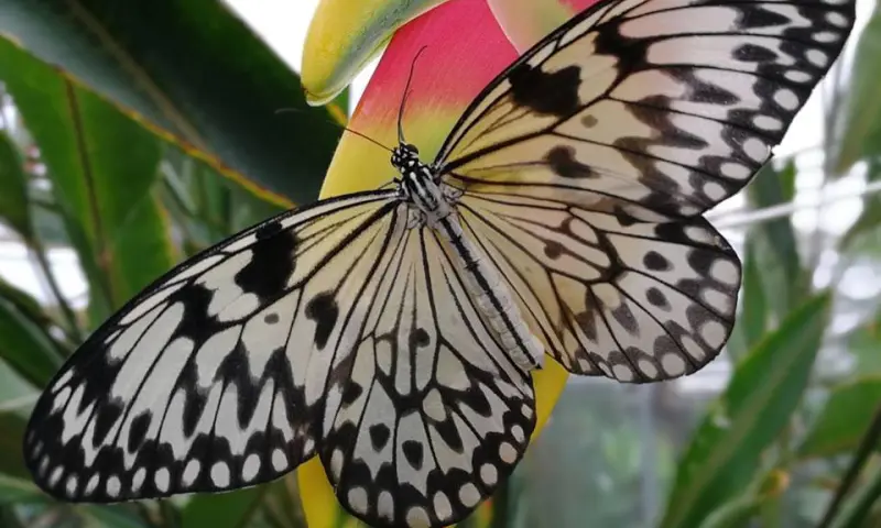 Vlinder in het paradijs