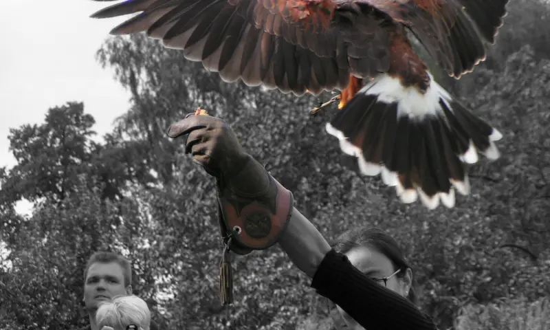 activiteit met roofvogels