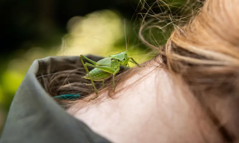OERRR - insecten en andere kriebelbeestjes op Veluwezoom