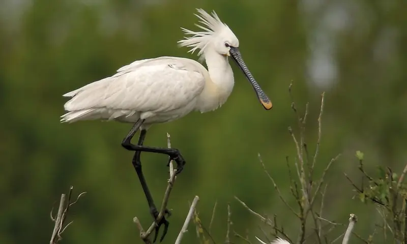 Lepelaar-safari - De Marel, Texel