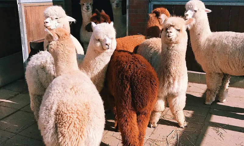 Alpaca's op de boerderij