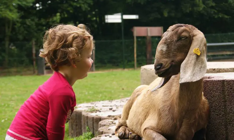 Geit bij de boerderij