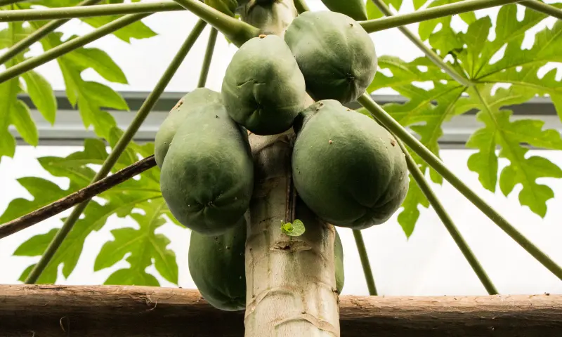 Tropische kas met papayaboom