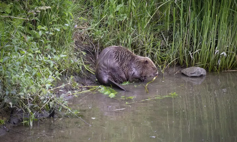 Bevertocht door de Biesbosch