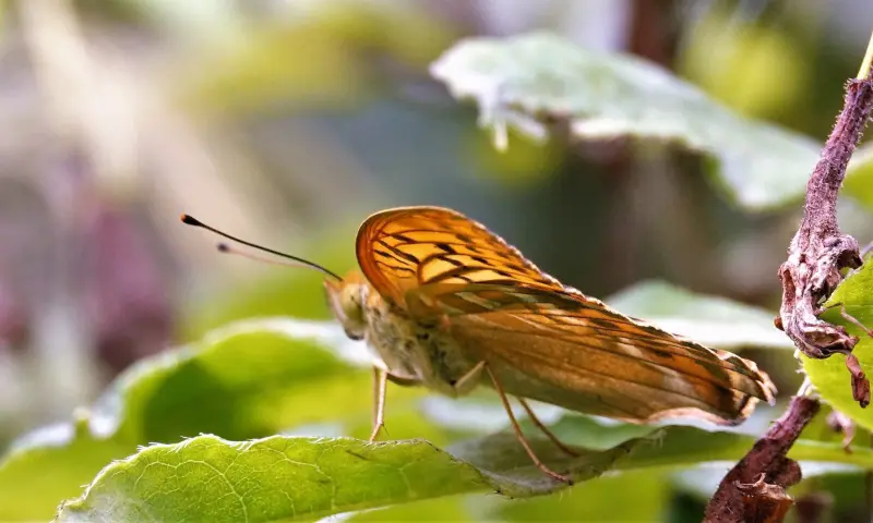 Vlinders op een stok
