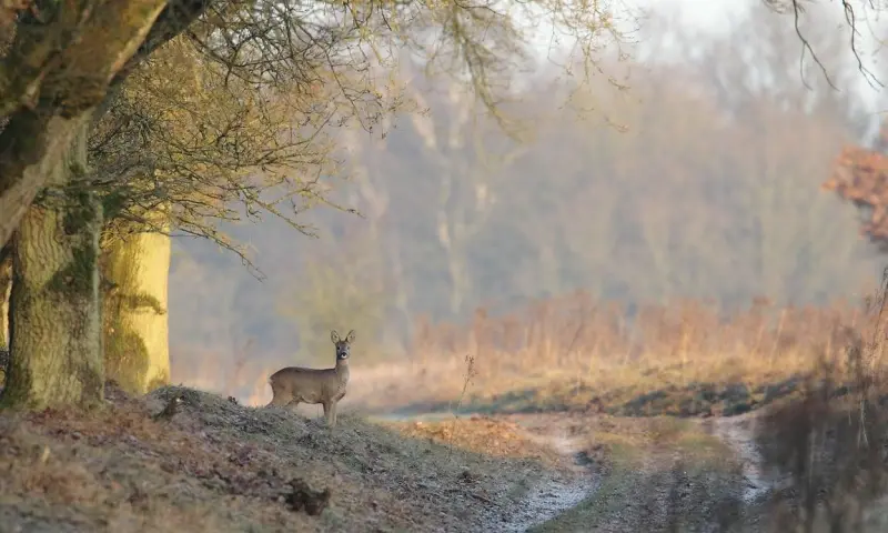 Wandelen met de boswachter door Planken Wambuis