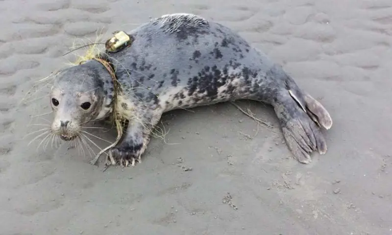 zeehondje op het stradn