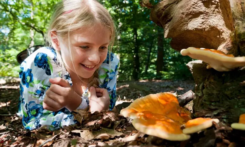 OERRR Op zoek naar paddenstoelen in de Oisterwijkse Bossen (4 t/m 7 jaar)