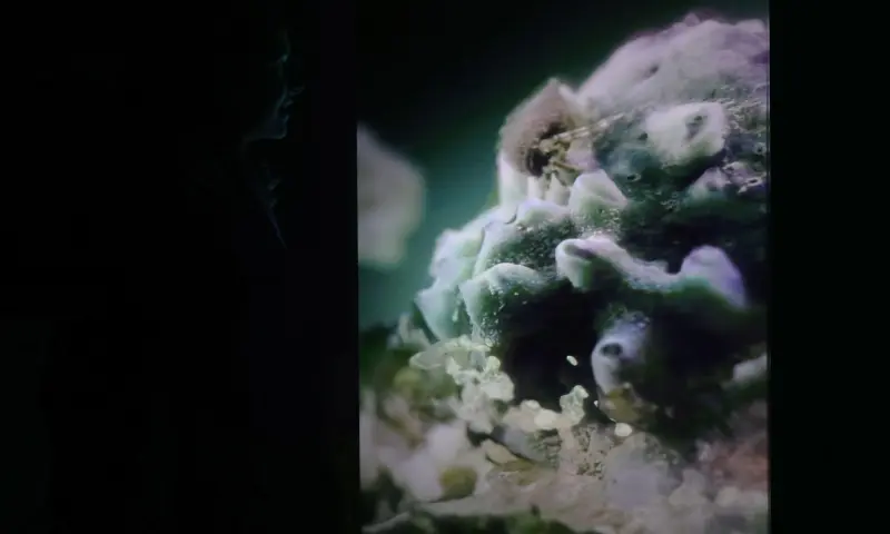 Xandra van der Eijk, Ghost Reef, 2020