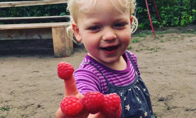 Zelf frambozen plukken!