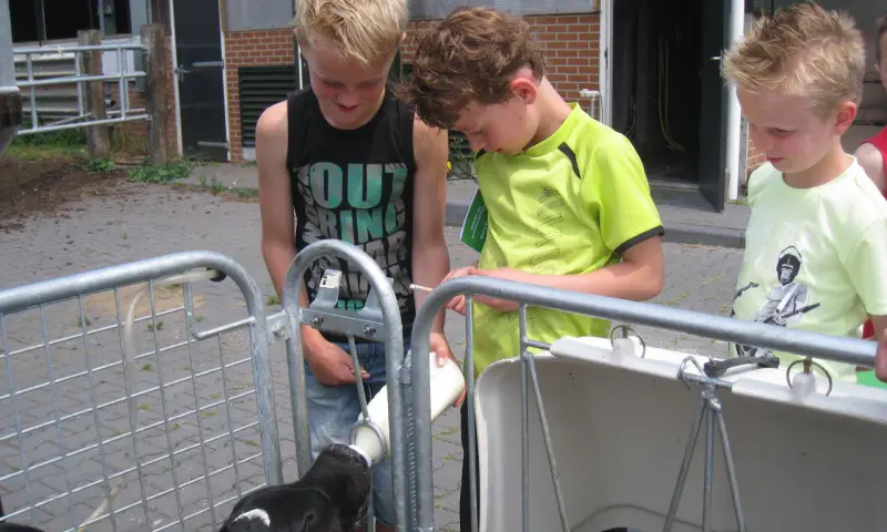 Kalf melk geven