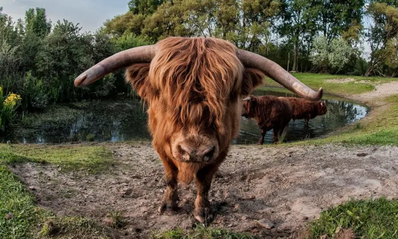 Stoere grazers aan het werk op Veluwezoom