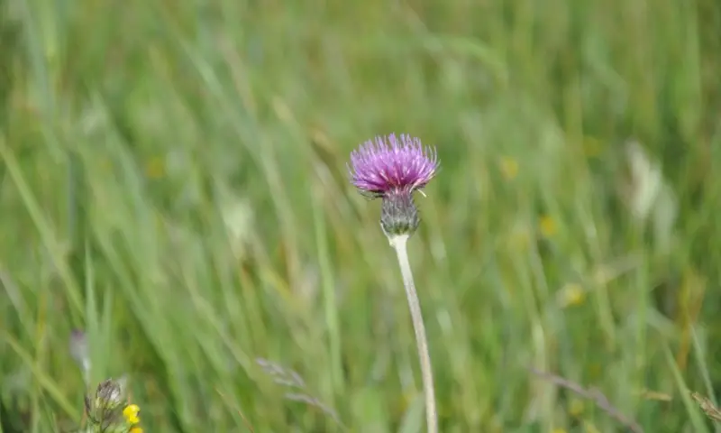 Duin en bloem Schiermonnikoog