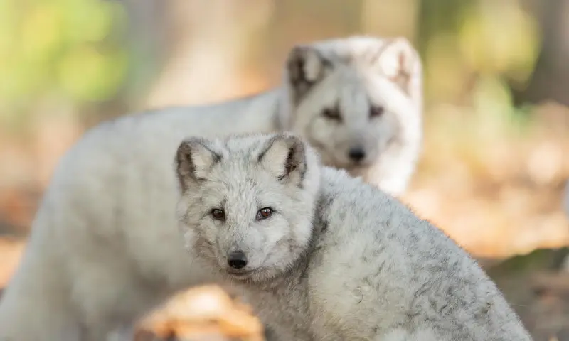 Wandel tot de toppen van de bomen op de Bladerdakbrug!