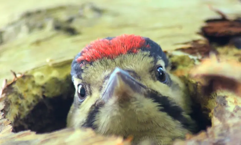 Duindetective: speuren naar sporen (6+)