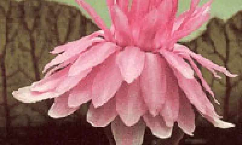 Bloem in de tuin