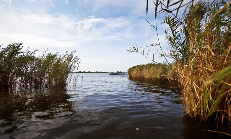 Vogels boven het riet