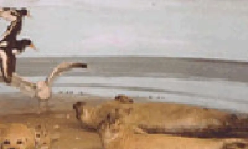 zeehonden op het strand