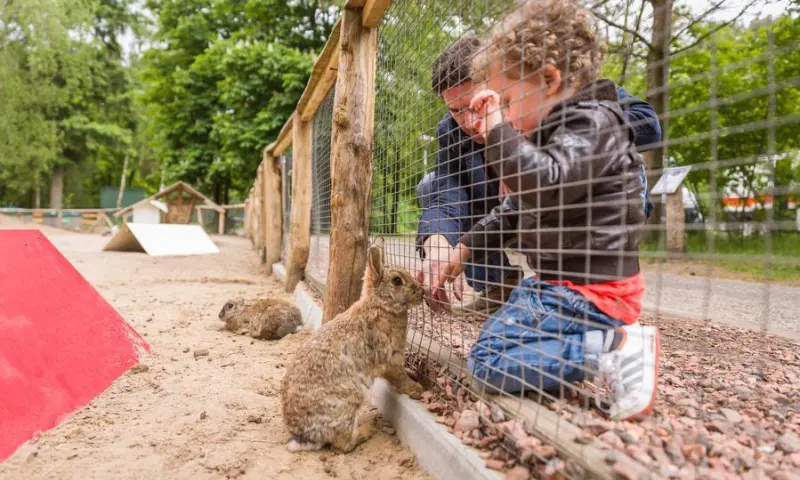 Kinderen voeren konijnen
