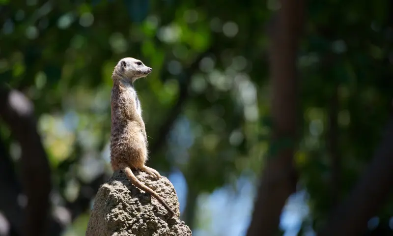 stokstaartje op een rots