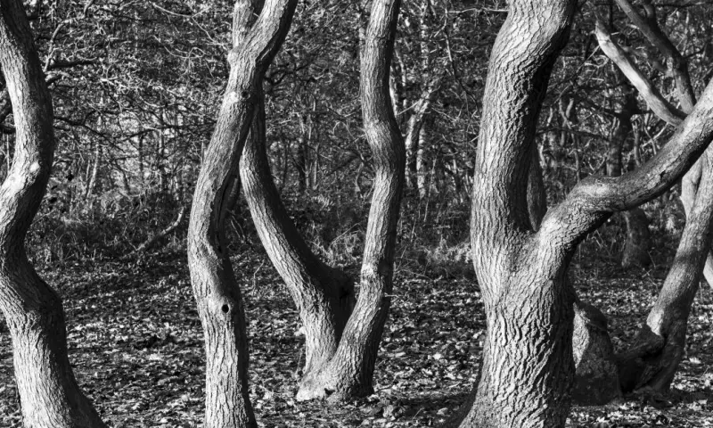 Blote bomen door het oog van de kunstenaar