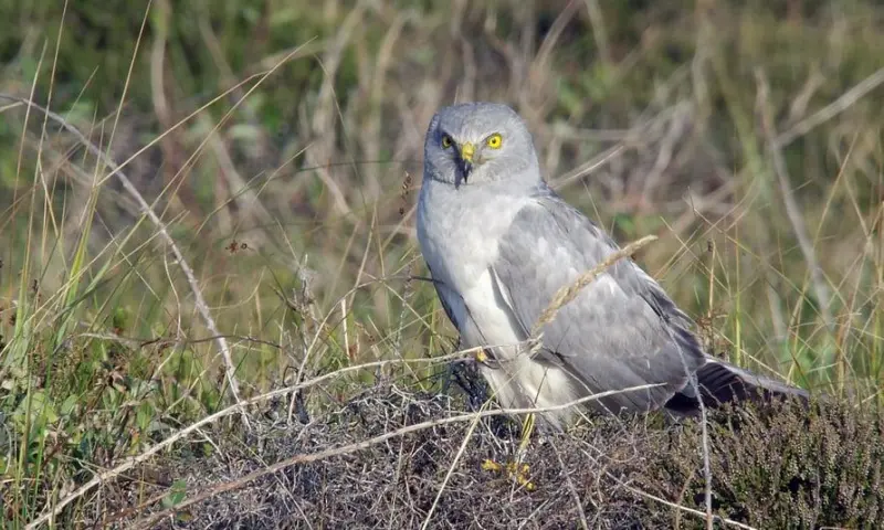 Wintervogels-excursie in natuurgebied Waalenburg - De Marel, Texel