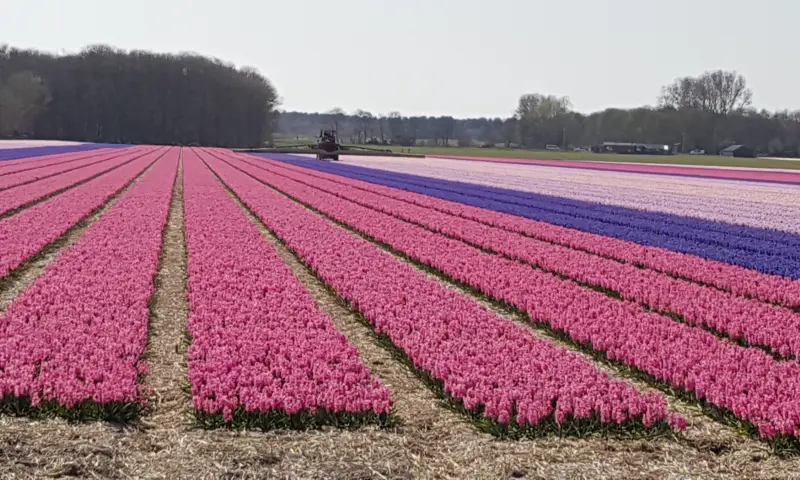 Bloemenveld