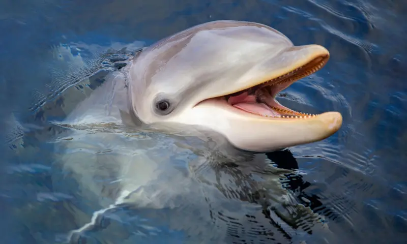 Dolfijn Delta