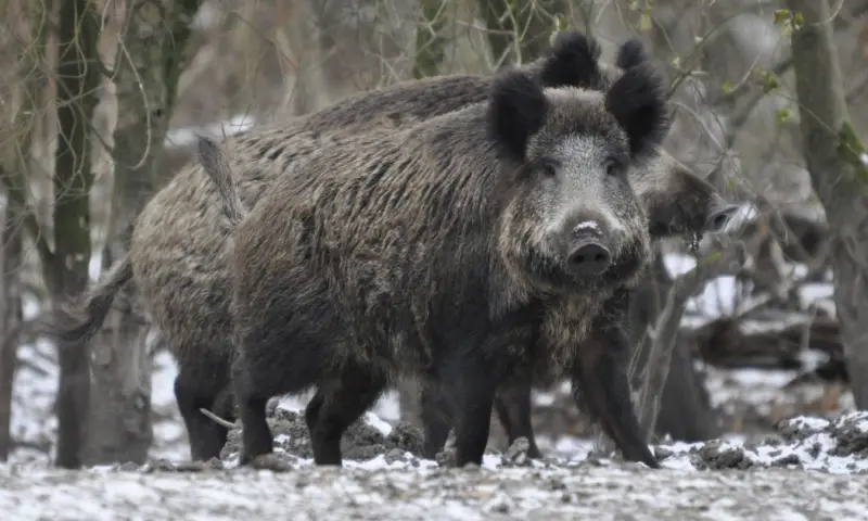 Winterse wandeling met snert - Veluwe
