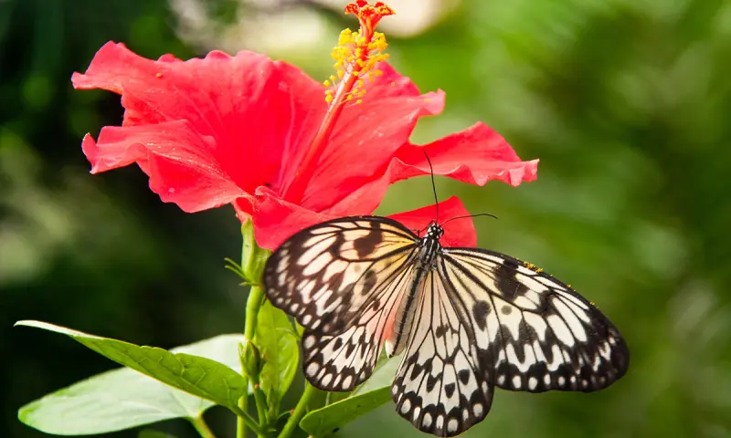 Vlinders in Pantropica