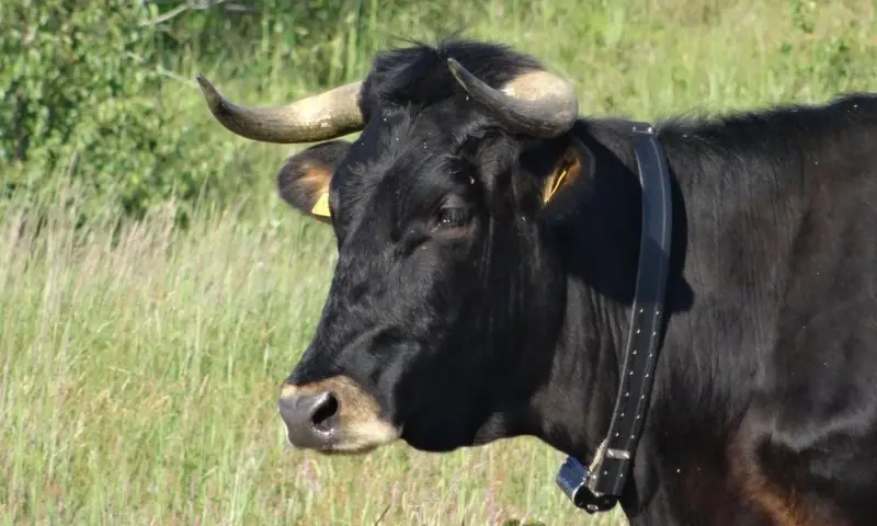 Duinsafari op Schiermonnikoog