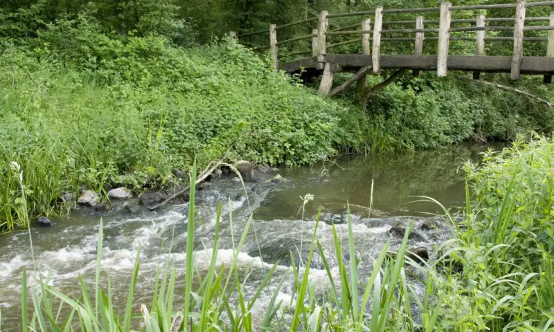 Waterleven langs de Beerze op de Kampina
