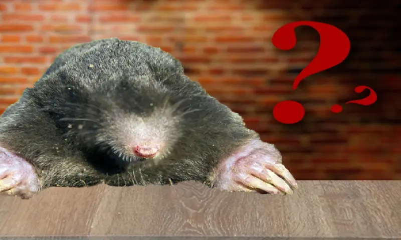 De mol